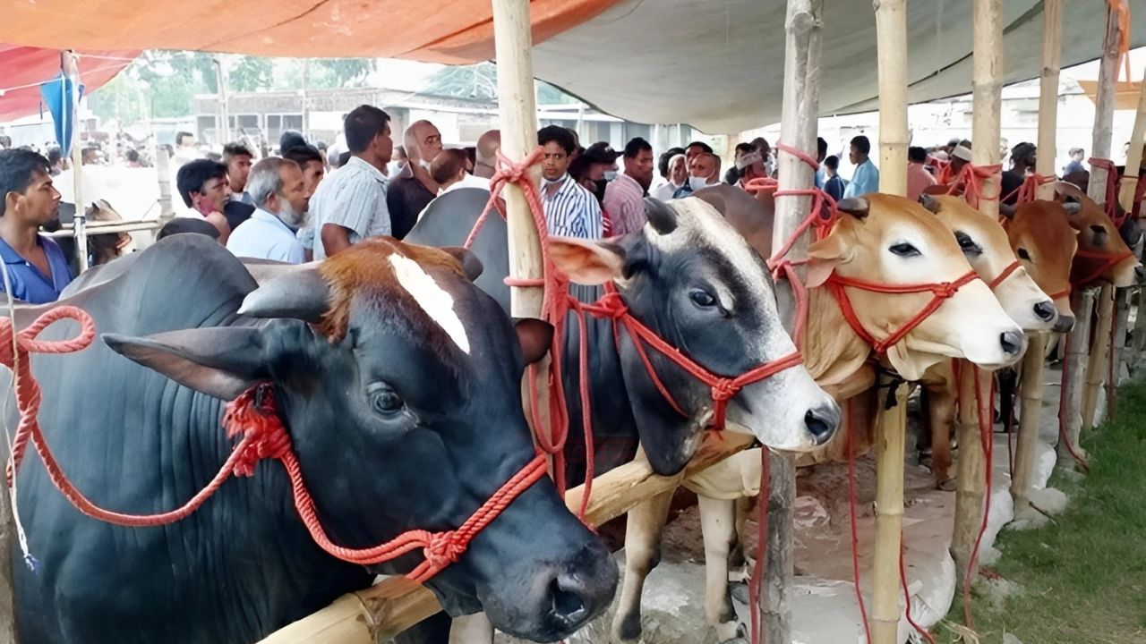 কোরবানির পশুর যেসব অঙ্গ অপছন্দ করতেন নবীজি (সা.)